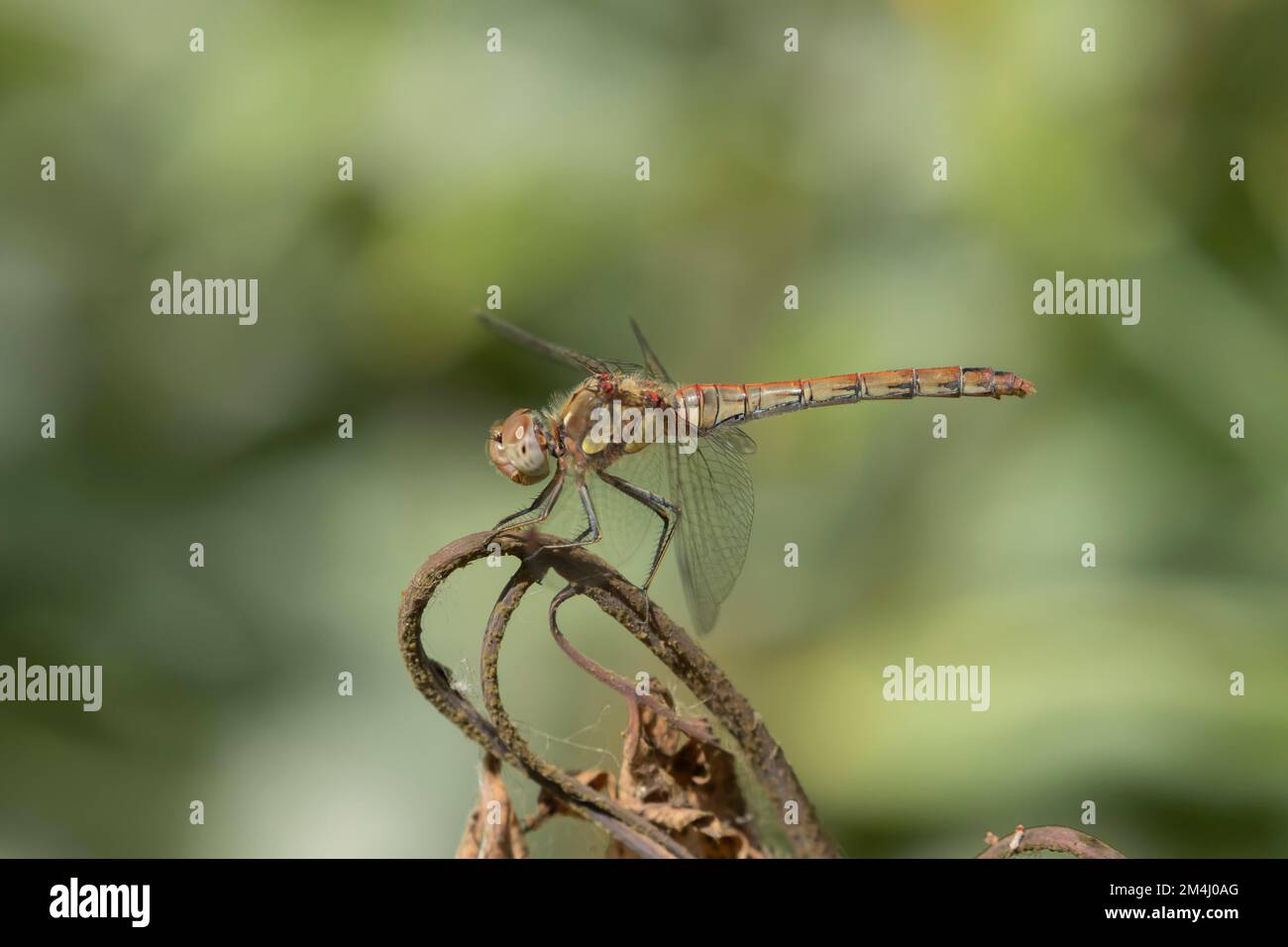 Dard commun (Sympetrum striolatum) libellule adulte reposant sur une vieille tête de fleur dans un jardin, Suffolk, Angleterre, Royaume-Uni Banque D'Images