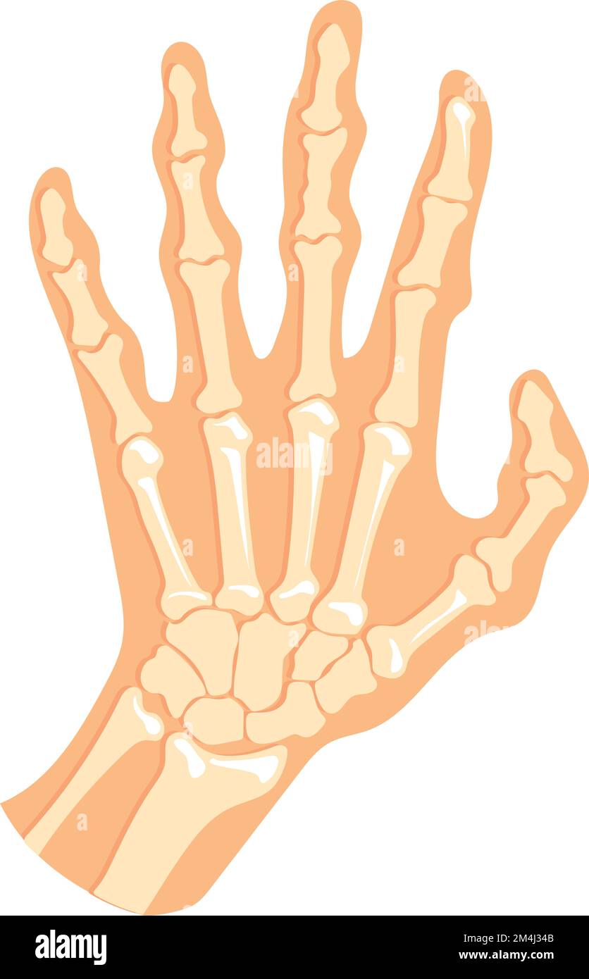 Structure osseuse de la main. Anatomie de la paume humaine avec les doigts isolée sur fond blanc Illustration de Vecteur