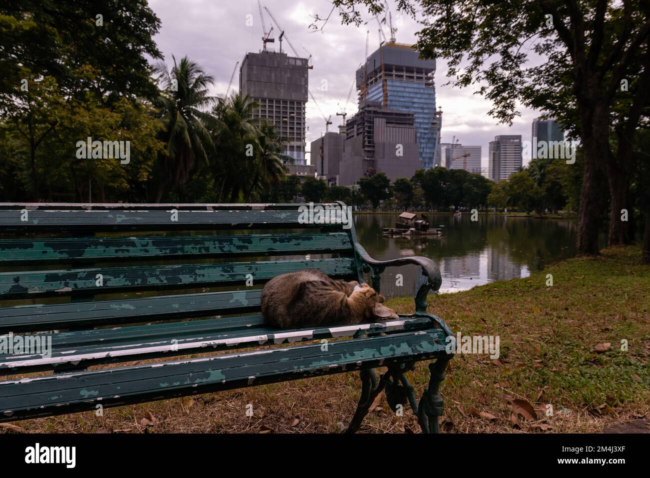 Chat brun rayé se relaxant sur un banc de parc avec chantier de construction en arrière-plan Banque D'Images