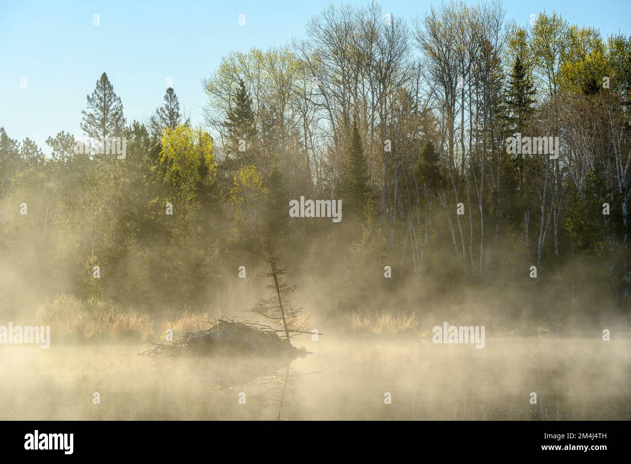 Brumes matinales au lever du soleil sur un étang de castors au début du printemps, Grand Sudbury, Ontario, Canada Banque D'Images