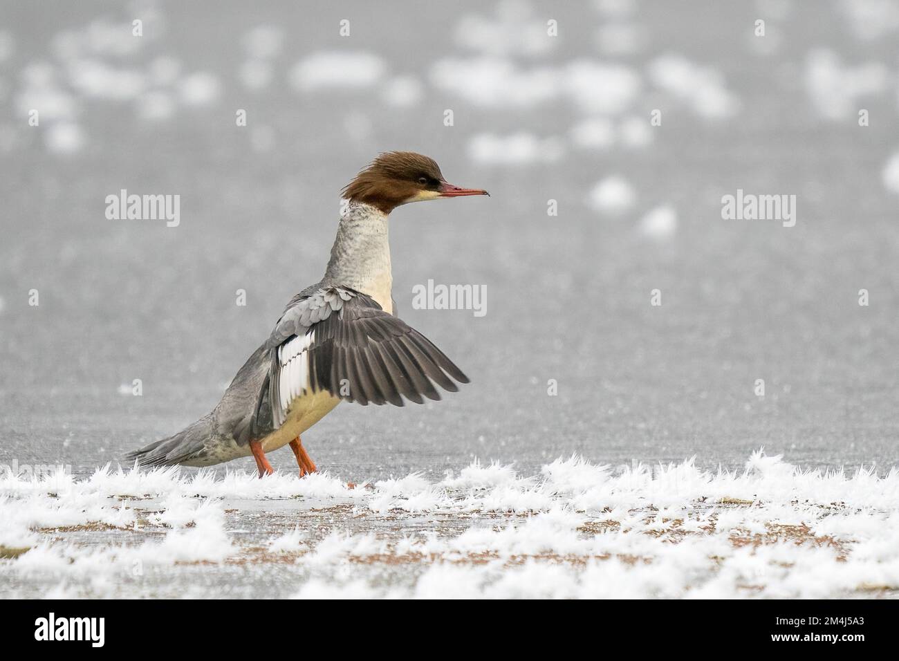 Merganser commun (Mergus merganser) sur la surface de glace recouverte de gel, ailes de flopping, Hesse, Allemagne Banque D'Images