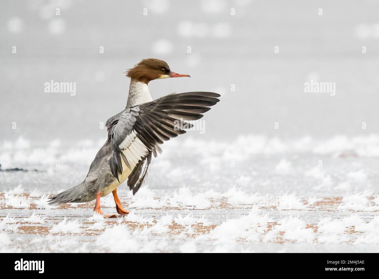Merganser commun (Mergus merganser) sur la surface de glace recouverte de gel, ailes de flopping, Hesse, Allemagne Banque D'Images