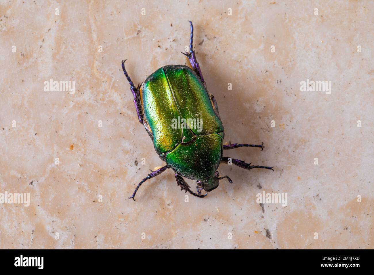 Macro de cétonia dorée, coléoptère vert métallisé sur sol en marbre Banque D'Images