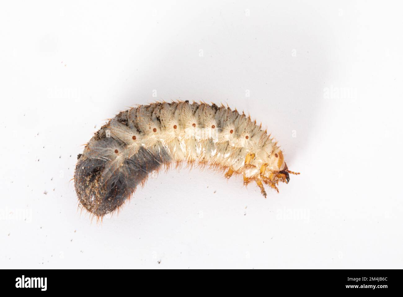 Macro de la larve de Cetonia aurata, appelée le gris rose, isolée sur fond blanc. Un coléoptère inoffensif. Banque D'Images