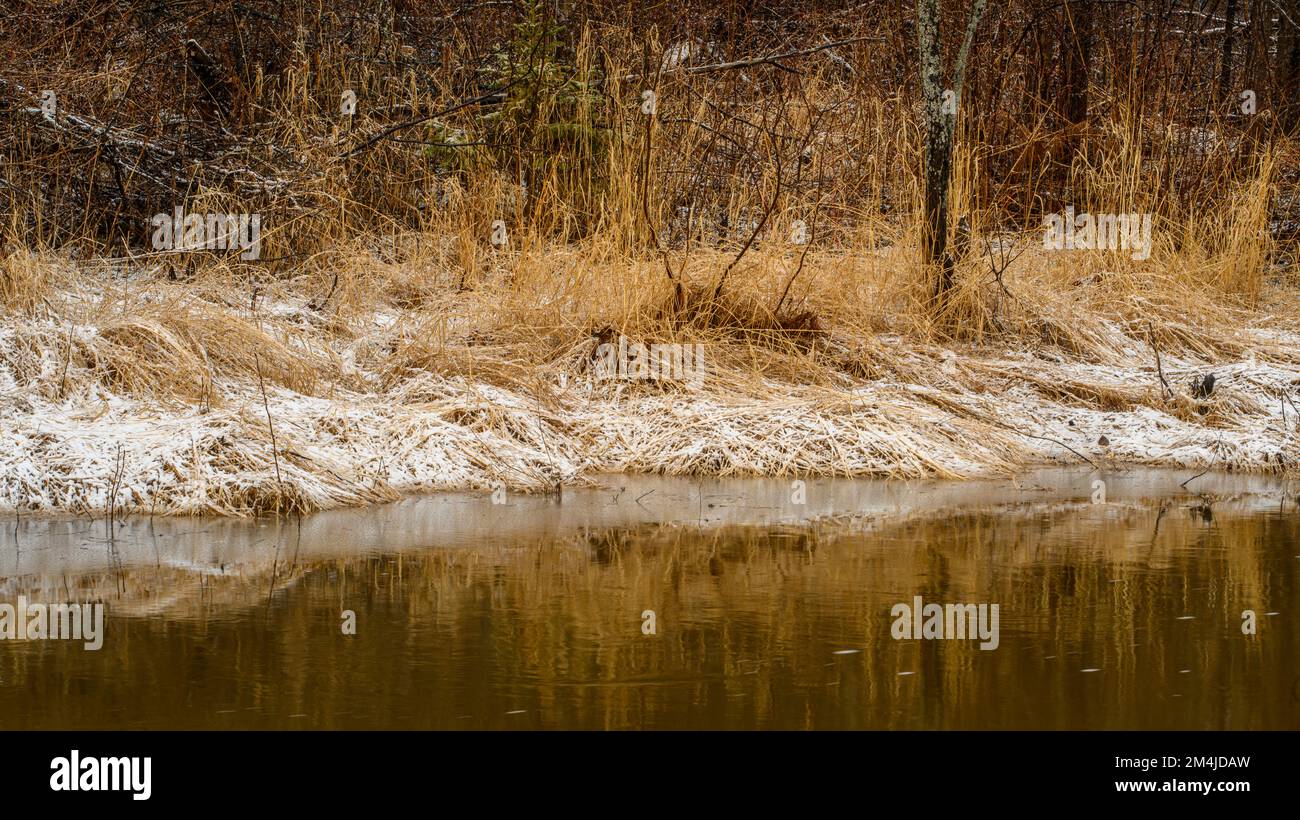 Dépoussiérage de neige sur les herbes qui bordent la rive d'un petit ruisseau, glace humide, Grand Sudbury, Ontario, Canada Banque D'Images