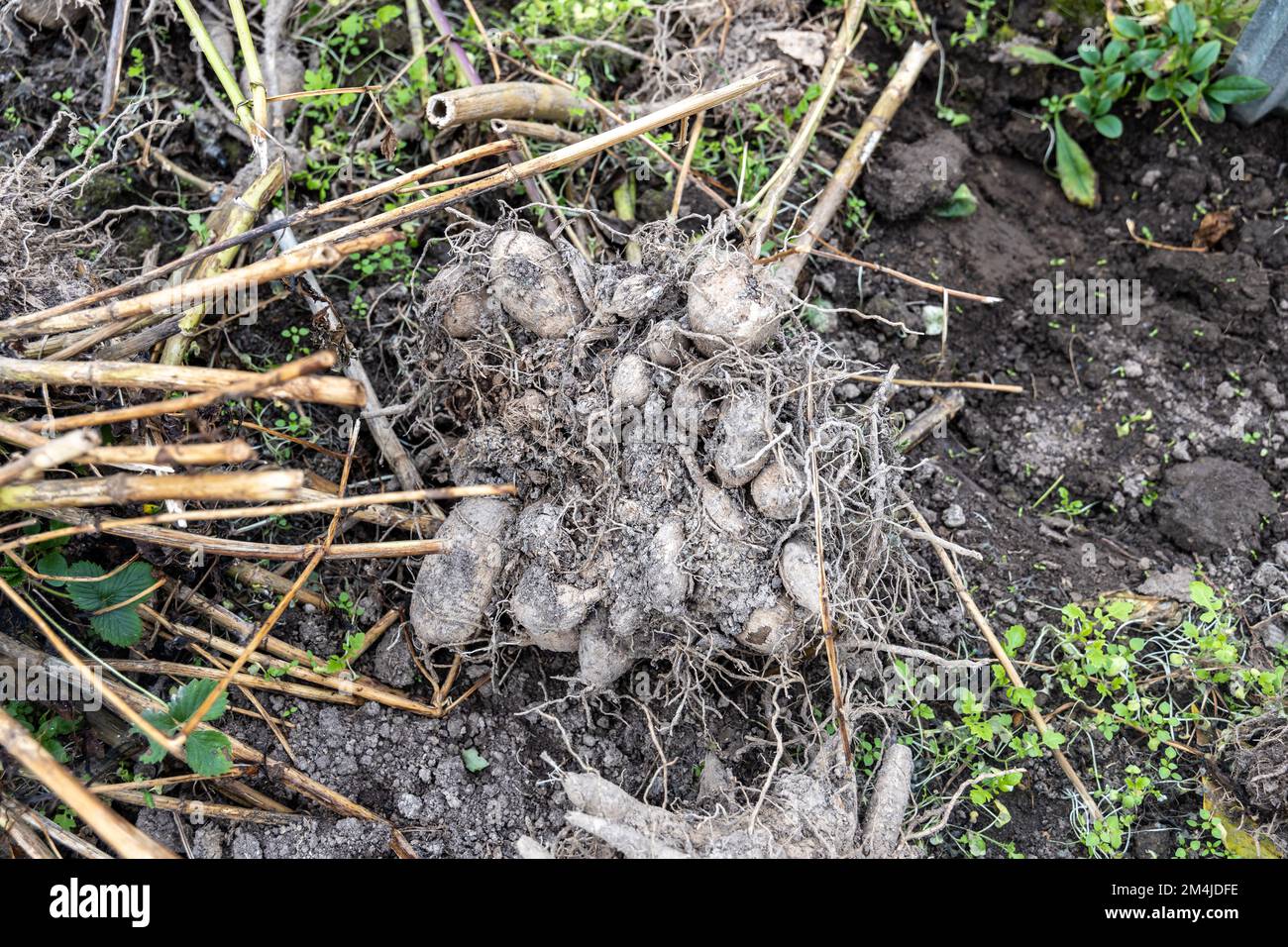 les tubercules dahlia viennent d'être levés pour l'hivernage dans le jardin Banque D'Images