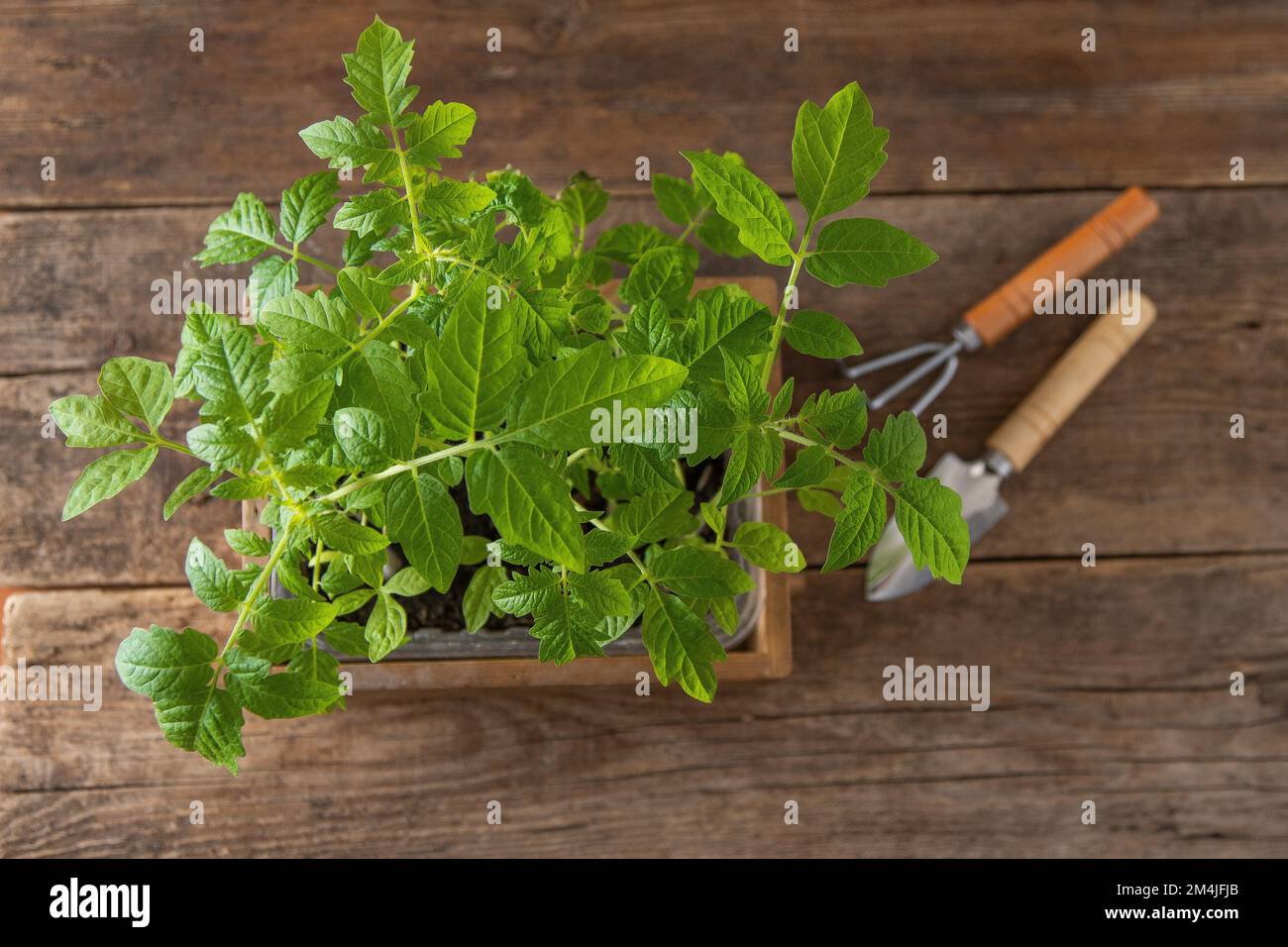 Semis de tomates. Jardinage de printemps. Bush de tomate. Cultivez des légumes à la maison. Propagation et plantation d'un potager. Plante dans une boîte. Arrière-plan en bois. Banque D'Images