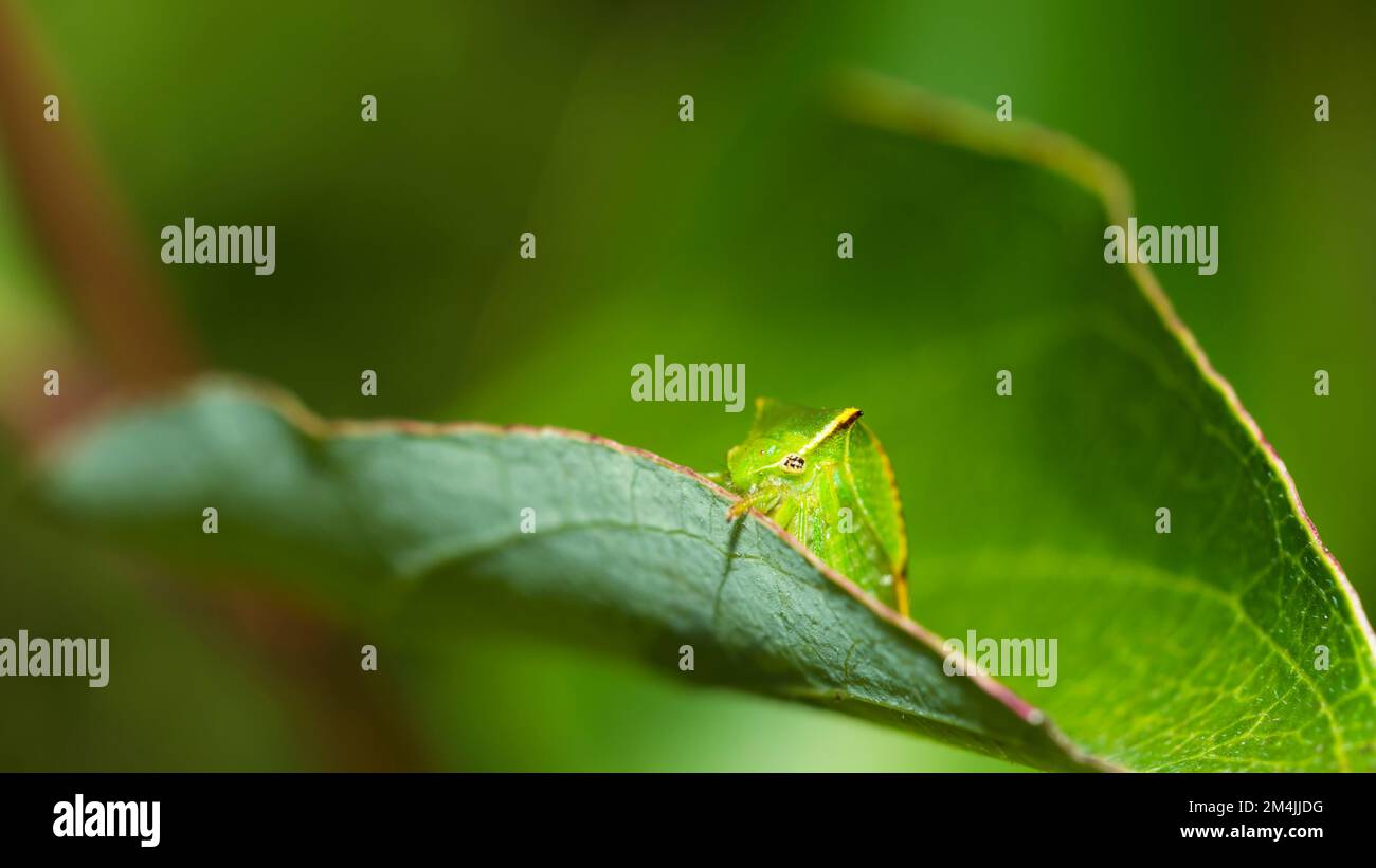 Cicadelle de buffle (Stiptocephala Bisonia) sur une feuille Banque D'Images