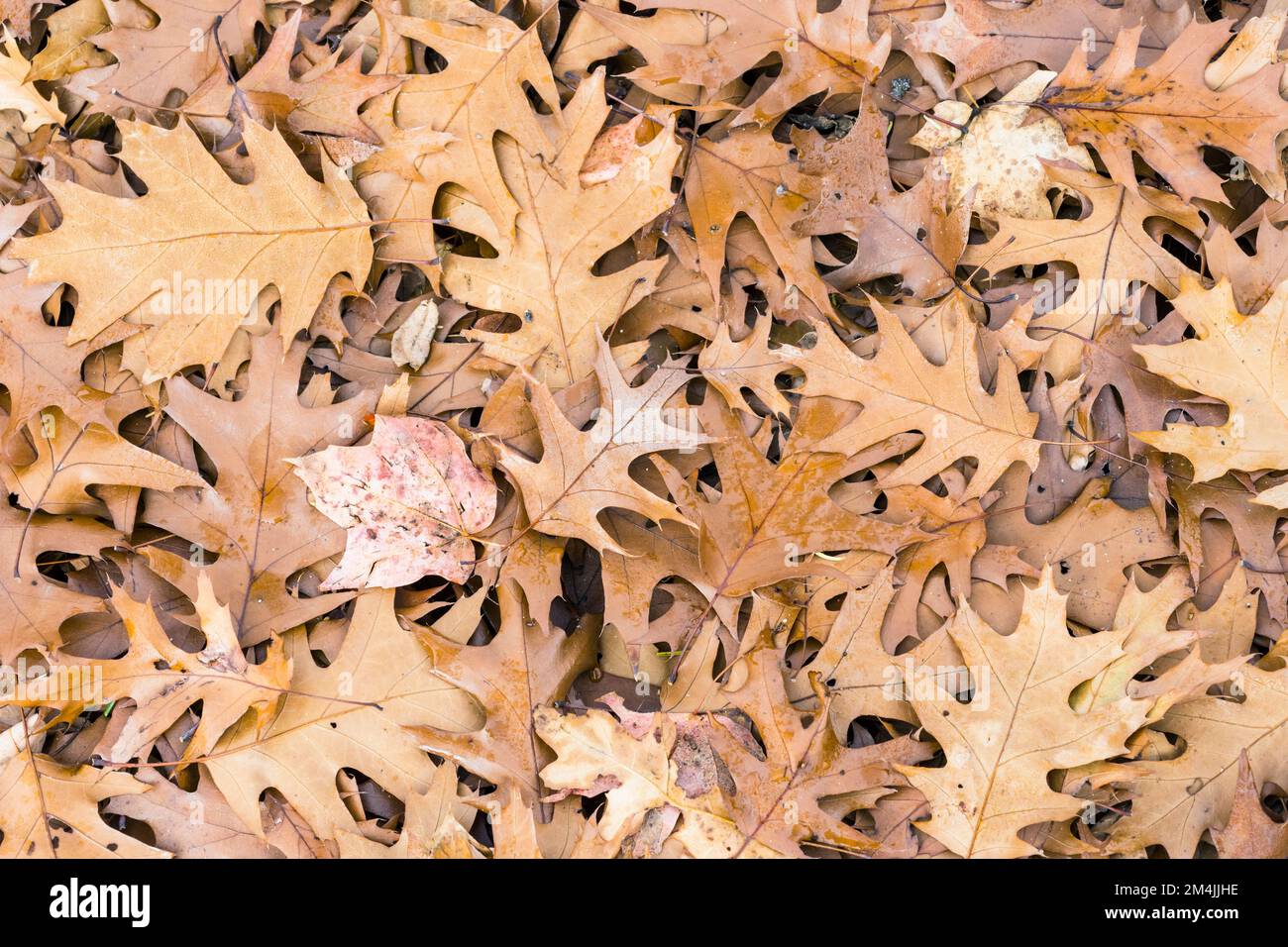 Chute de feuilles brunes de chêne rouge du Nord sur terre, Quercus Rubra Banque D'Images