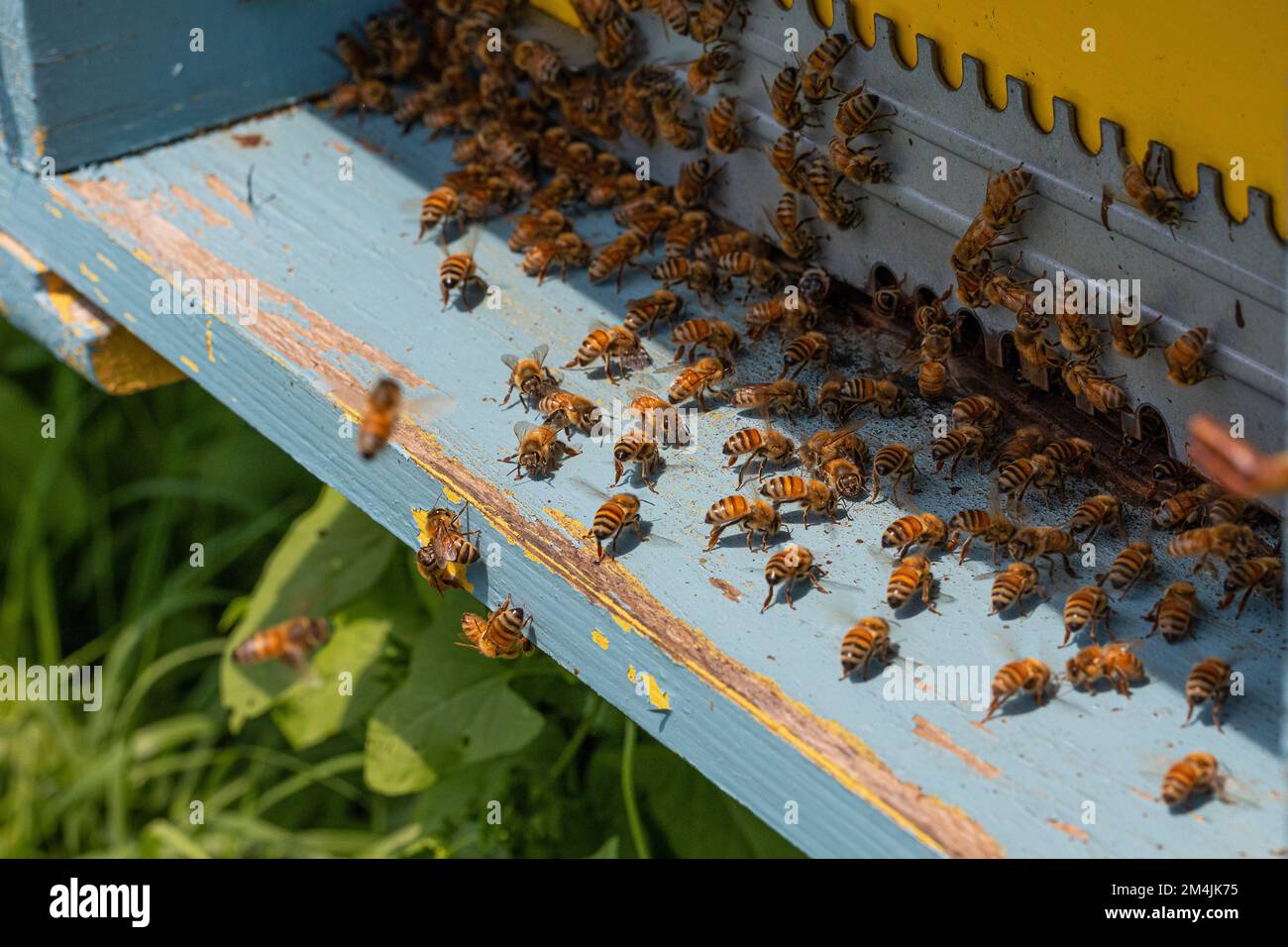 Arnifiez l'arnia avec les abeilles pour la production de miel. Une reproduction durable qui favorise la pollinisation des plantes Banque D'Images