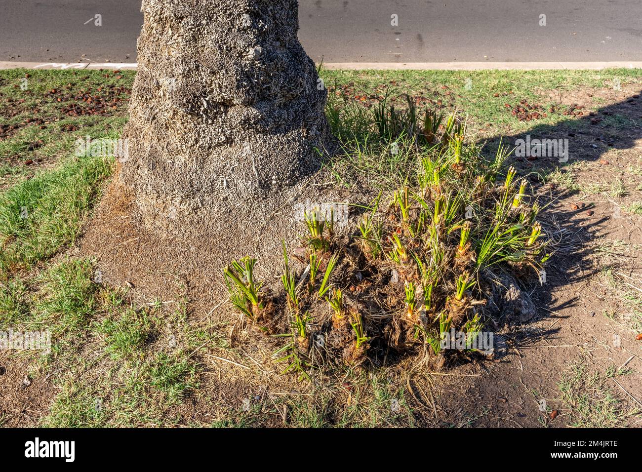 les nouveaux suceurs de palmier qui poussent à la base d'un arbre établi sont appelés des pups de palmier Banque D'Images