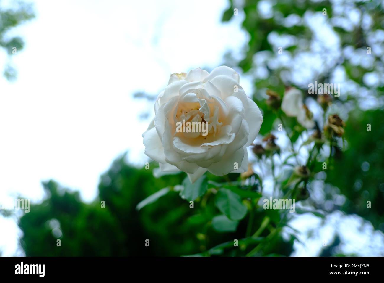 Une rose blanche lors d'une ballade près d'un château français Banque D'Images