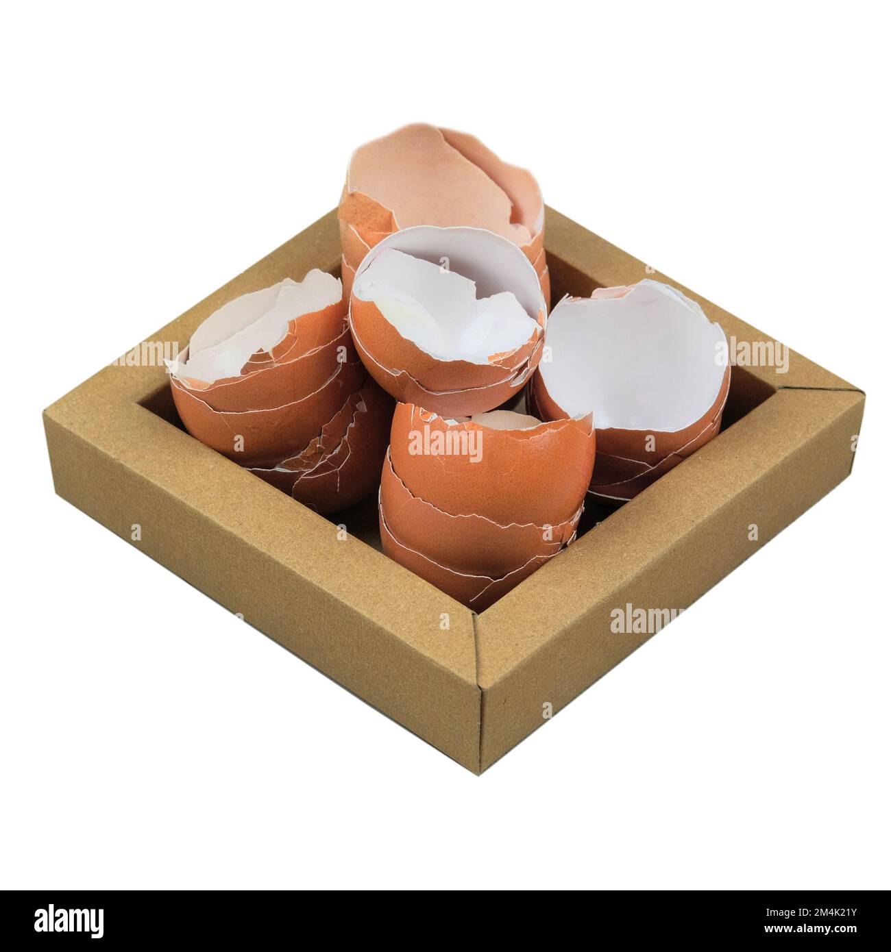 Œufs en coquille sur la plaque en carton, isolés sur fond blanc. Déchets organiques pour le compost. Banque D'Images