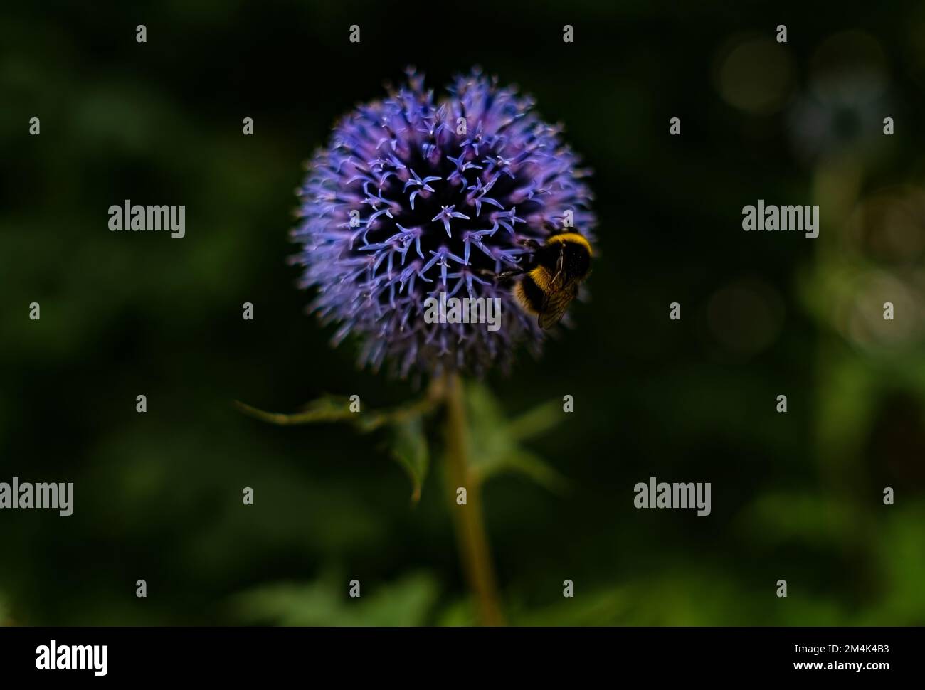 Il photo présente un Allium violet foncé avec une guêpe, prise à Londres, en Angleterre. Les couleurs vives de la fleur contrastent. allium violet foncé, insecte, Banque D'Images