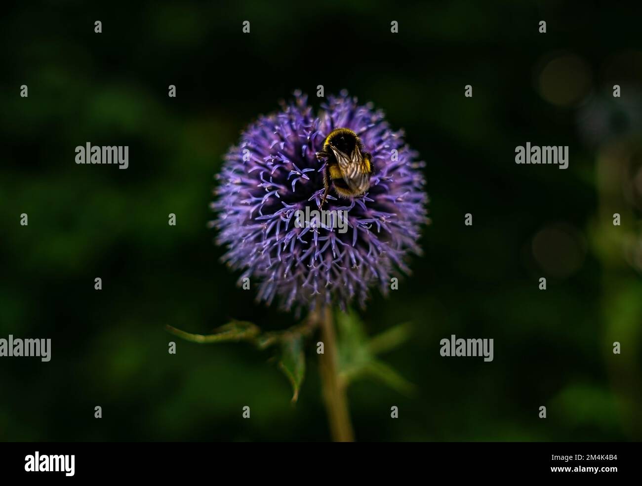 Il photo présente un Allium violet foncé avec une guêpe, prise à Londres, en Angleterre. Les couleurs vives de la fleur contrastent. allium violet foncé, insecte, Banque D'Images
