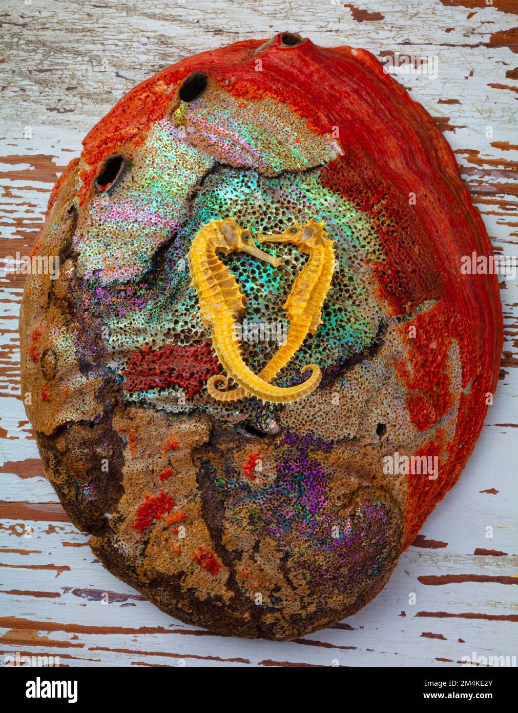 Hippocampes amoureux sur coquille de mollusque Banque D'Images