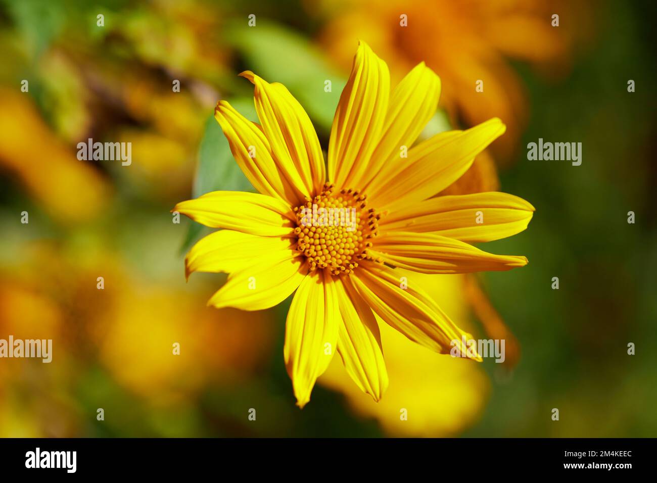 Vue rapprochée des fleurs de marigold des arbres qui fleurissent dans la forêt Banque D'Images