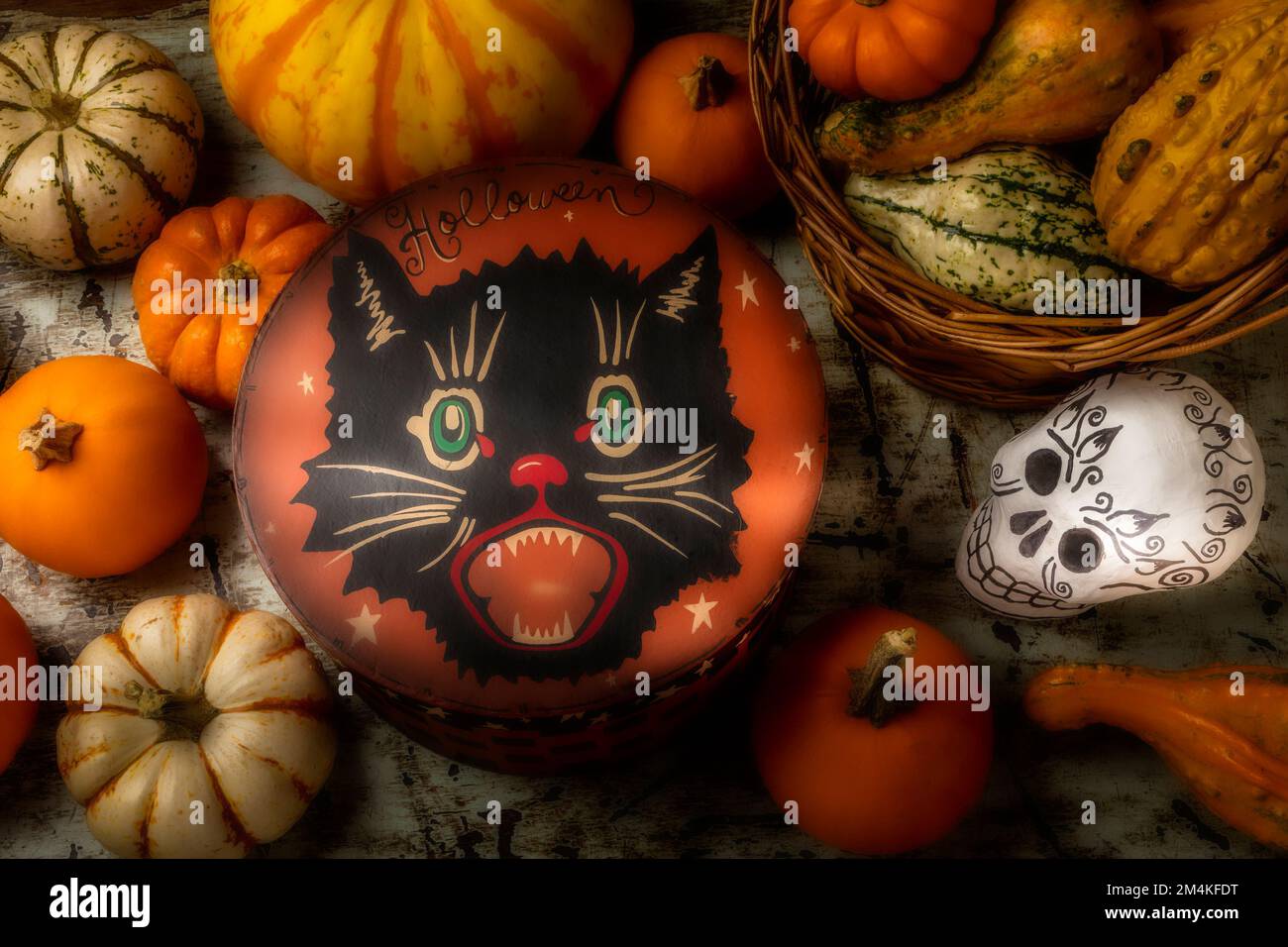 Boîte de chat avec Pumpkins et Skull encore la vie Banque D'Images