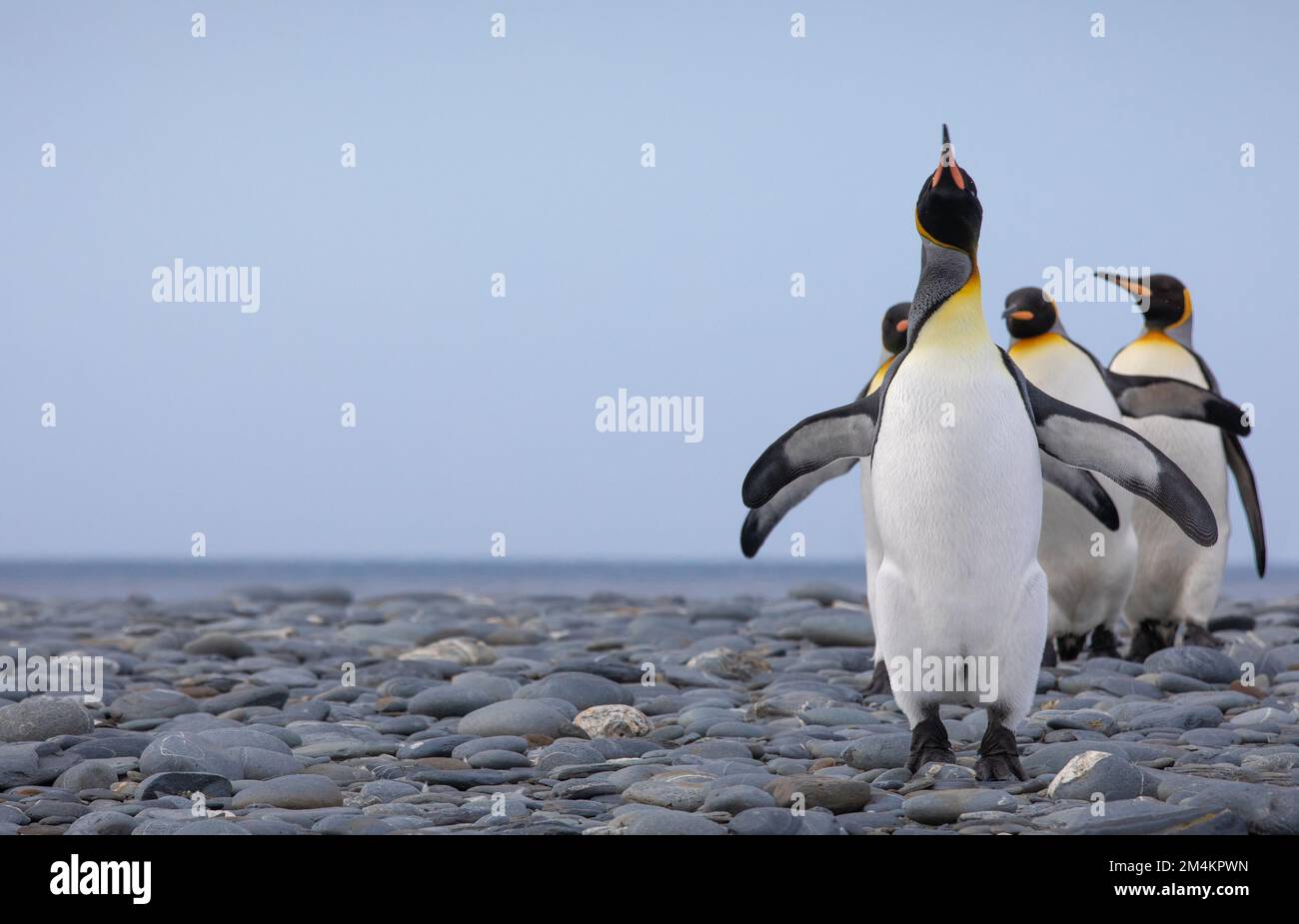 Un groupe de manchots royaux marchant sur la plage de Salisbury Plains. Géorgie du Sud, Antarctique. Banque D'Images