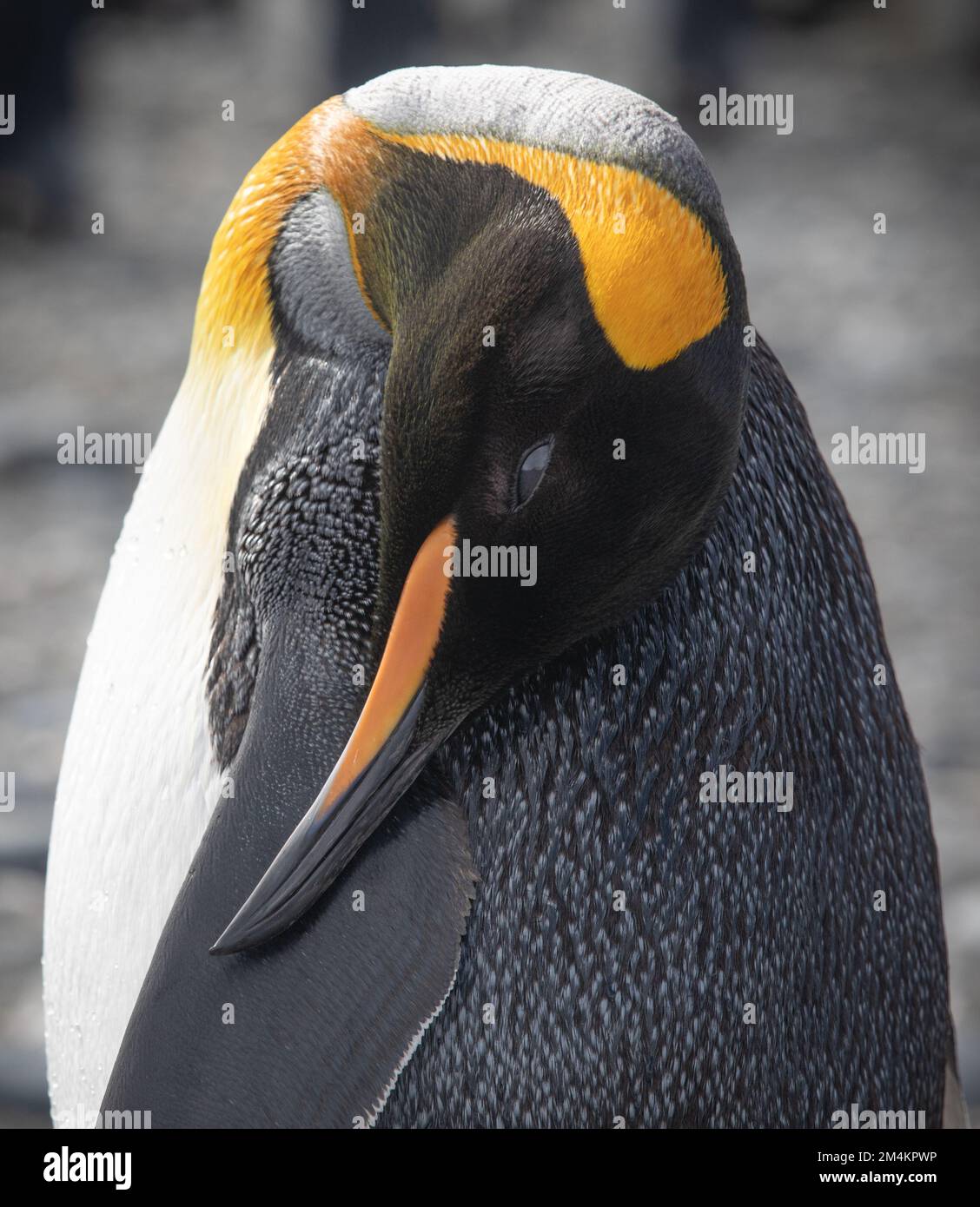 Un grand pingouin adulte qui desséchant ses plumes sur une plage sur la plaine de Salisbury. Géorgie du Sud, Antarctique. Banque D'Images