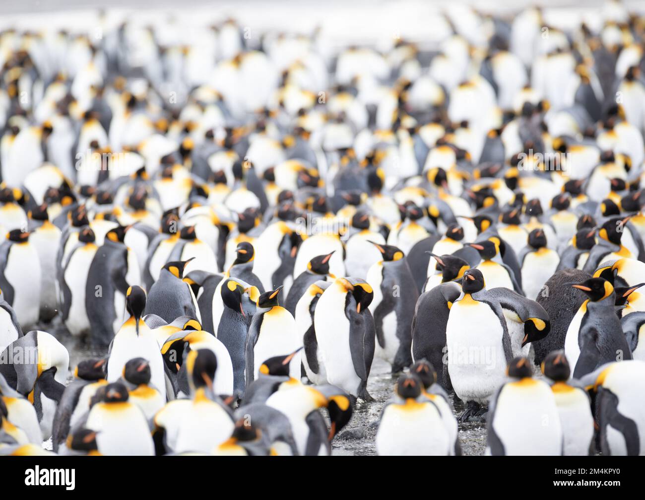 Un grand groupe de manchots pygmées sur la plaine de Salisbury. Îles de Géorgie du Sud, Antarctique. Banque D'Images