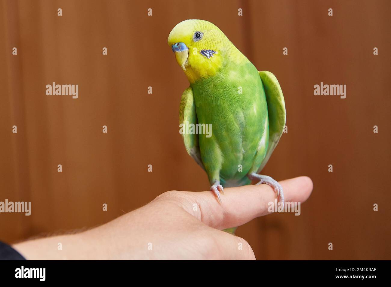 Joli parakeet jaune et vert bourgegerigar assis sur un doigt avec un intérieur de maison. Copier l'espace. gros plan. Banque D'Images