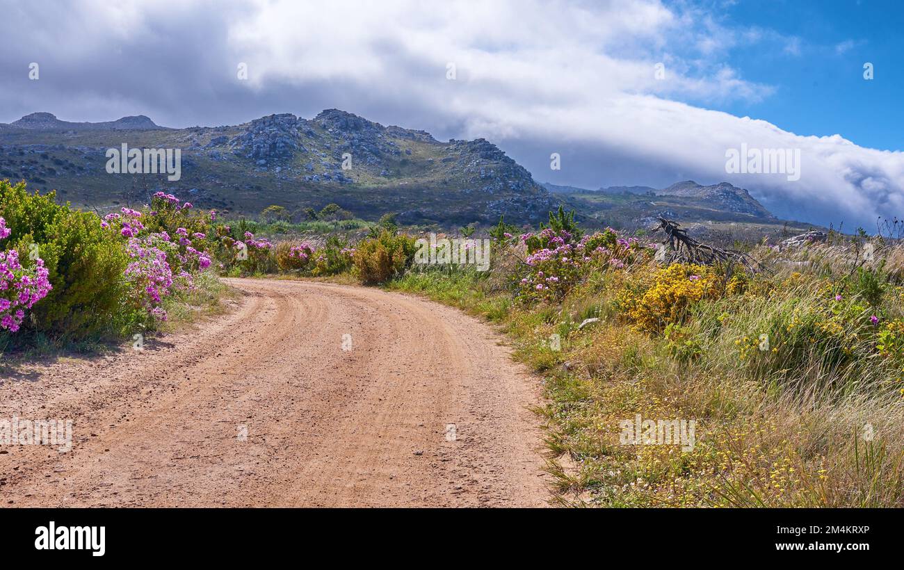 Fleurs de montagne et route de terre. Fleurs de montagne - Parc national de Table Mountain. Banque D'Images