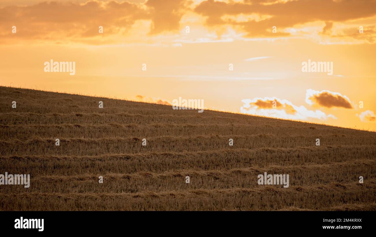 Une vue panoramique sur un champ agricole pendant un coucher de soleil cinématographique Banque D'Images