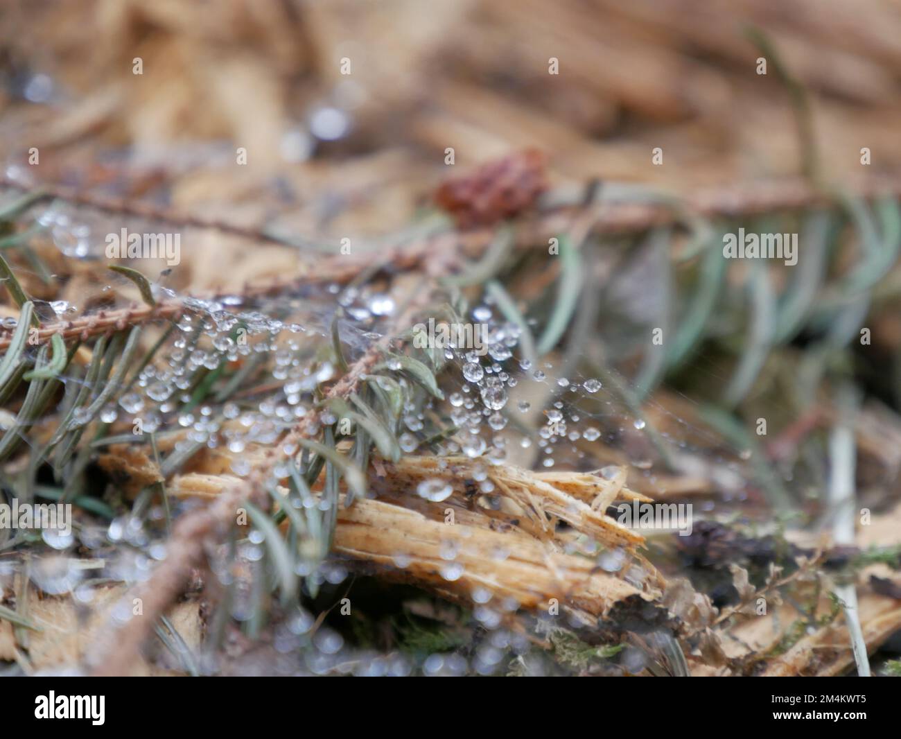 Gouttelettes d'eau sur une toile d'araignée dans une branche d'épinette Banque D'Images