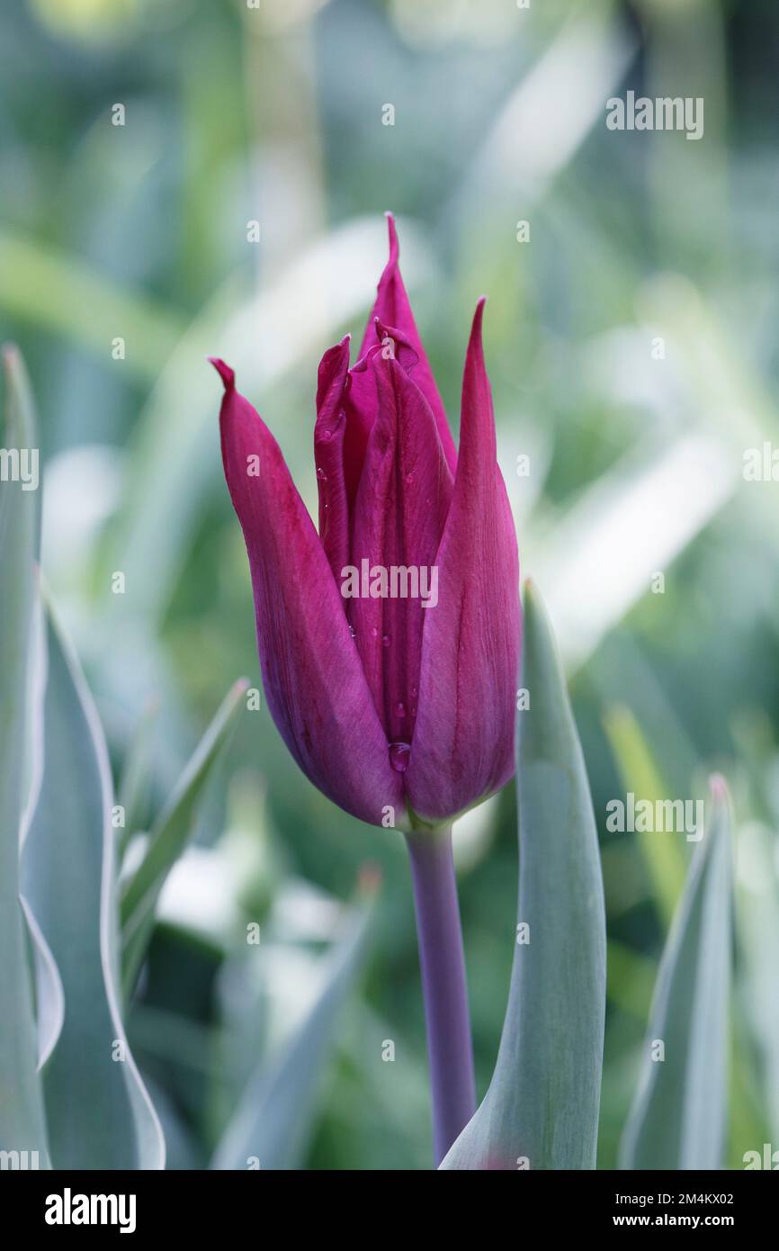 Tulipa fleur 'Purple Dream'. Banque D'Images