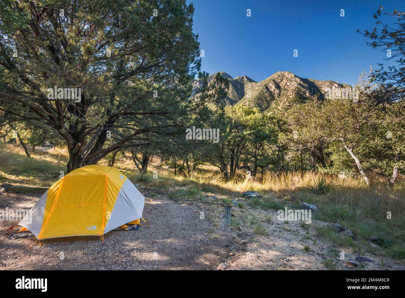 Arbres de genévrier, tente au terrain de camping de Bog Springs, lever du soleil, Madera Canyon, montagnes de Santa Rita, forêt nationale de Coronado, Arizona, États-Unis Banque D'Images