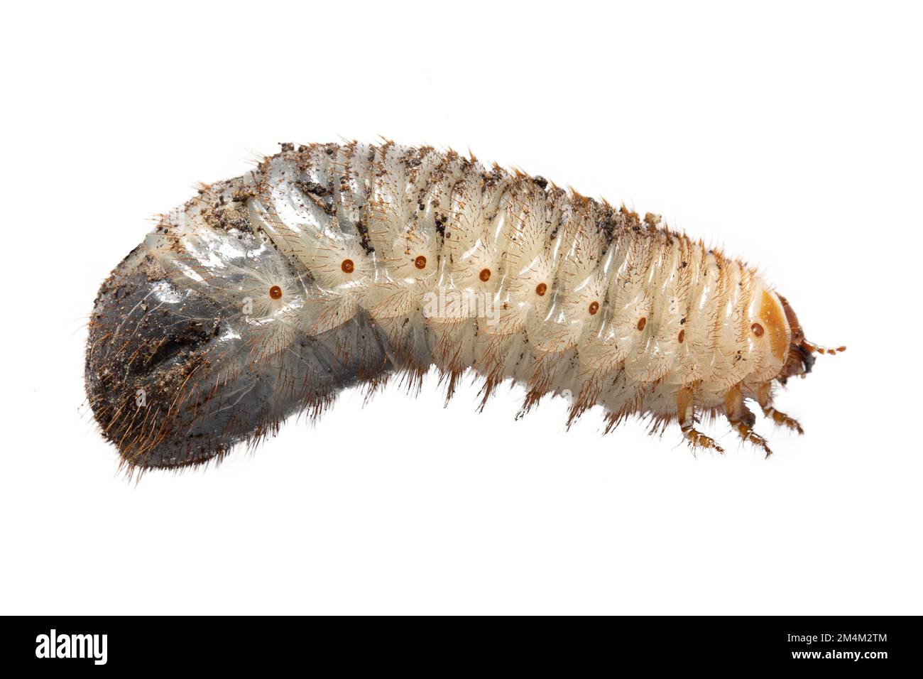 Macro de la larve de Cetonia aurata, appelée le gris rose, isolée sur fond blanc. Un coléoptère inoffensif. Banque D'Images