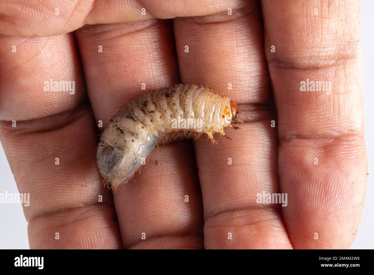 Macro de Cetonia aurata, la roseraie verte, sur la main d'un fermier après avoir été tiré hors du sol tout en moissonnant des légumes Banque D'Images