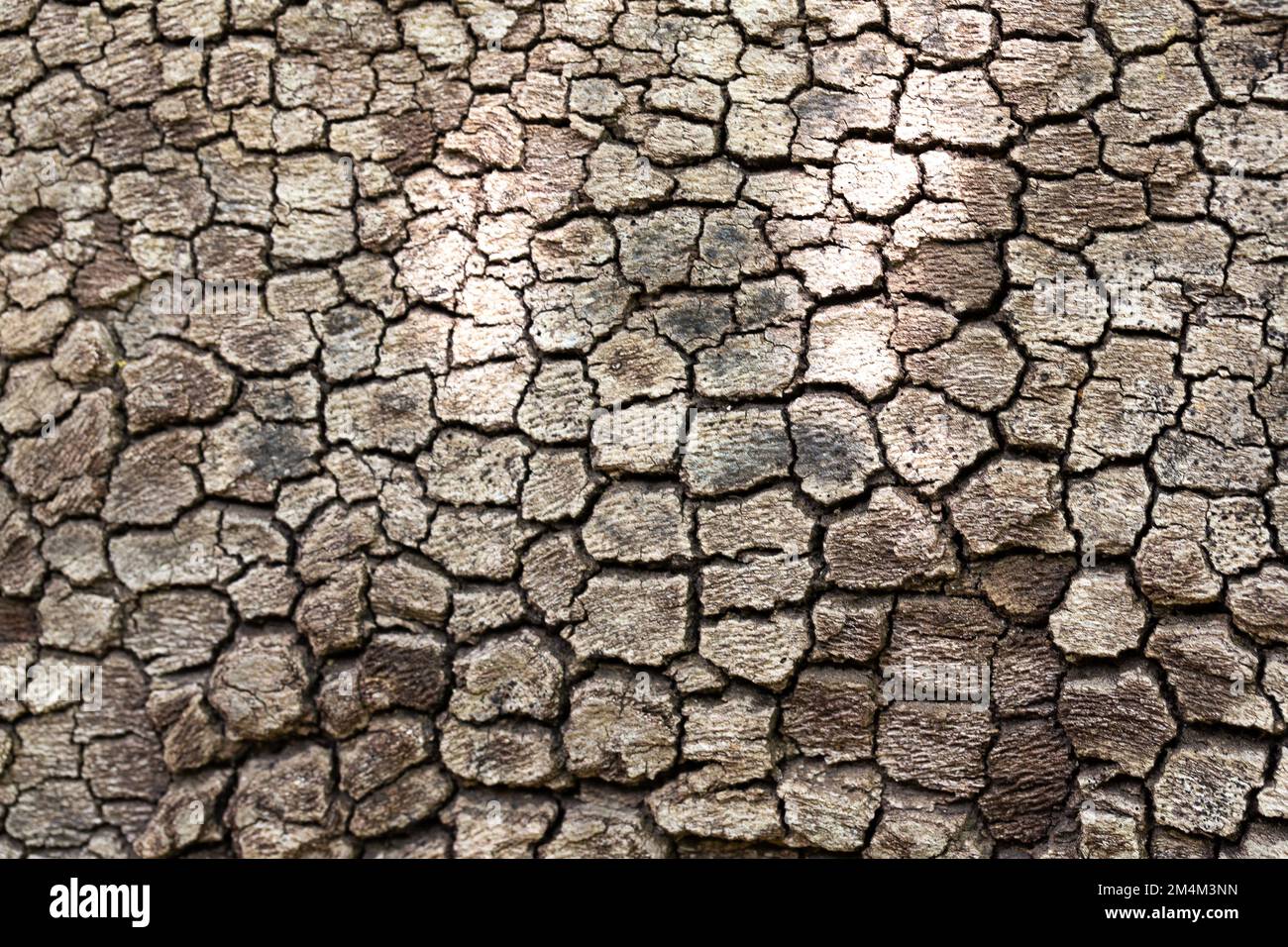 Texture de l'écorce d'un arbre trocnco qui ressemble à une peau très sèche et déshydratée comme celle d'un éléphant. Concept de prévention de la peau avec formation Banque D'Images