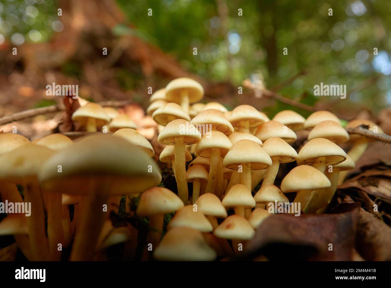 Champignon (Hypholoma capnoides) sur le plancher forestier entre les feuilles. Banque D'Images