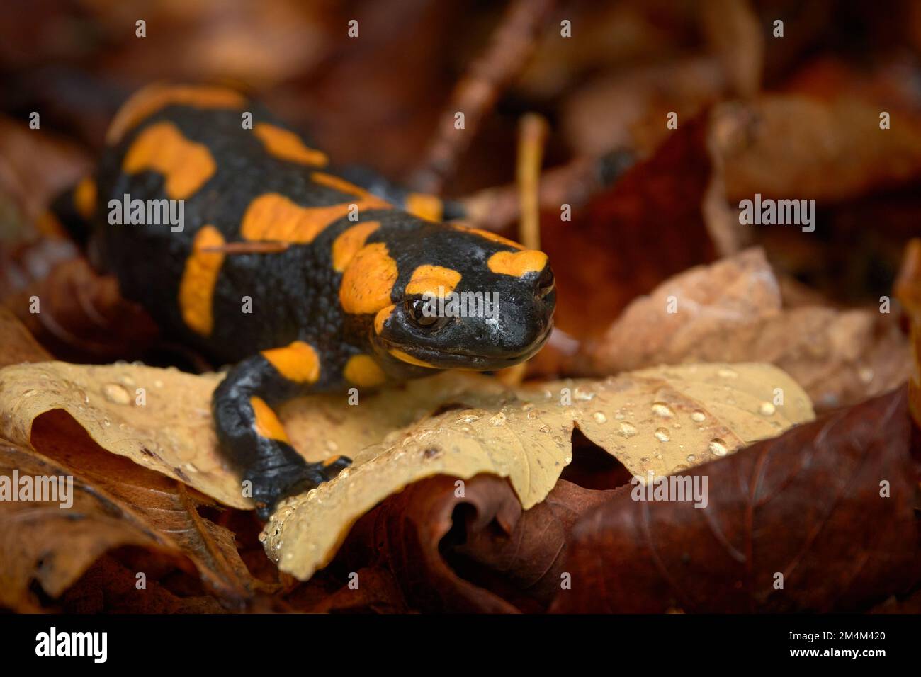 Salmamandre de feu (Salamandra salamandra) assise sur une feuille sur le sol de la forêt qui est mouillée avec des gouttes d'eau Banque D'Images