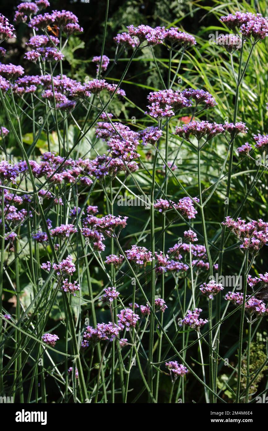 Purpetop Verbain (Verbena bonariensis) dans le jardin. Banque D'Images
