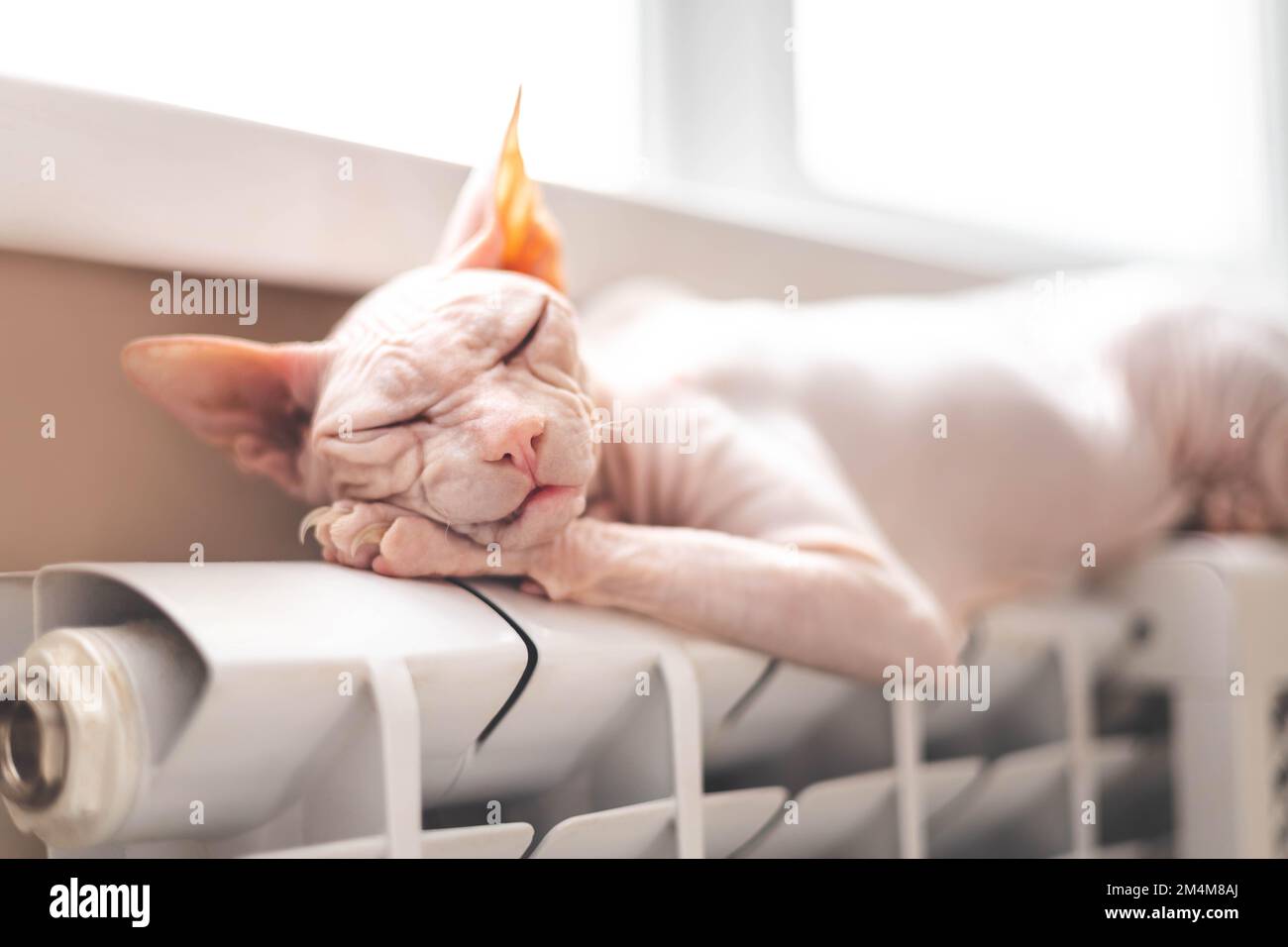 En hiver, un chat sphinx rose chauve repose sur un radiateur de chauffage central chaud. Banque D'Images