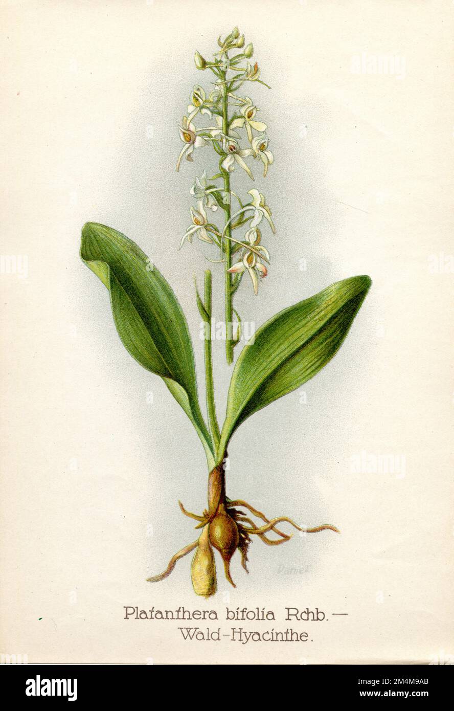 Platanthera bifolia, (livre botanique, 1922), Zweiblättrige Waldhyazinthe Banque D'Images
