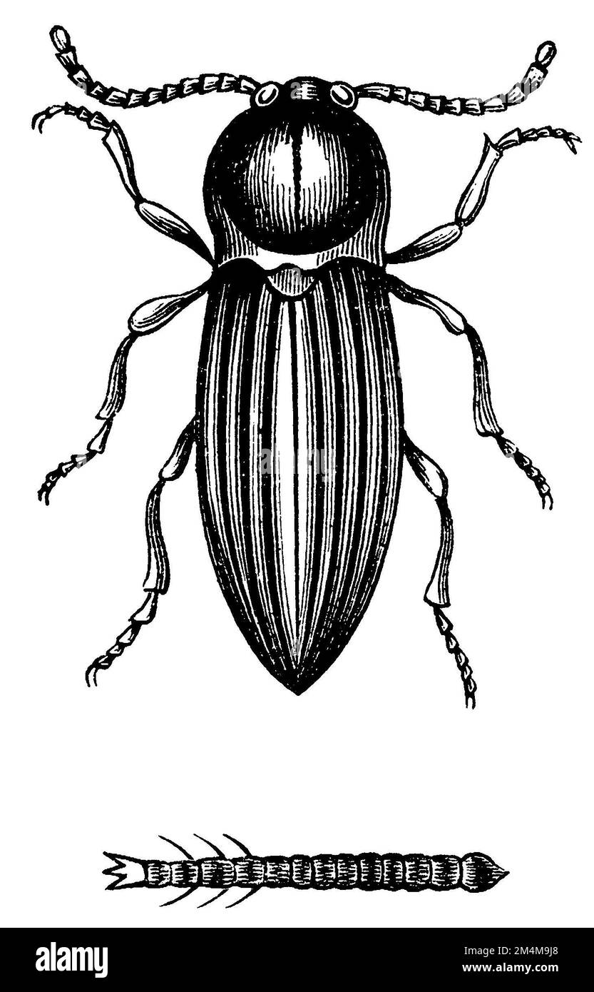 Lined Click Beetle and larva, Agriotes lineatus, anonym (livre scolaire, 1899), Saatschnellkäfer und Drahtwurm, Taupin des moissons et larve Banque D'Images