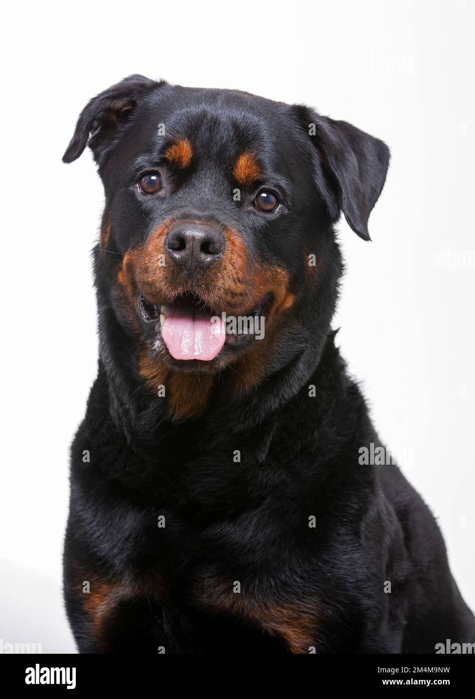 Chiot Rottweiler Banque D'Images