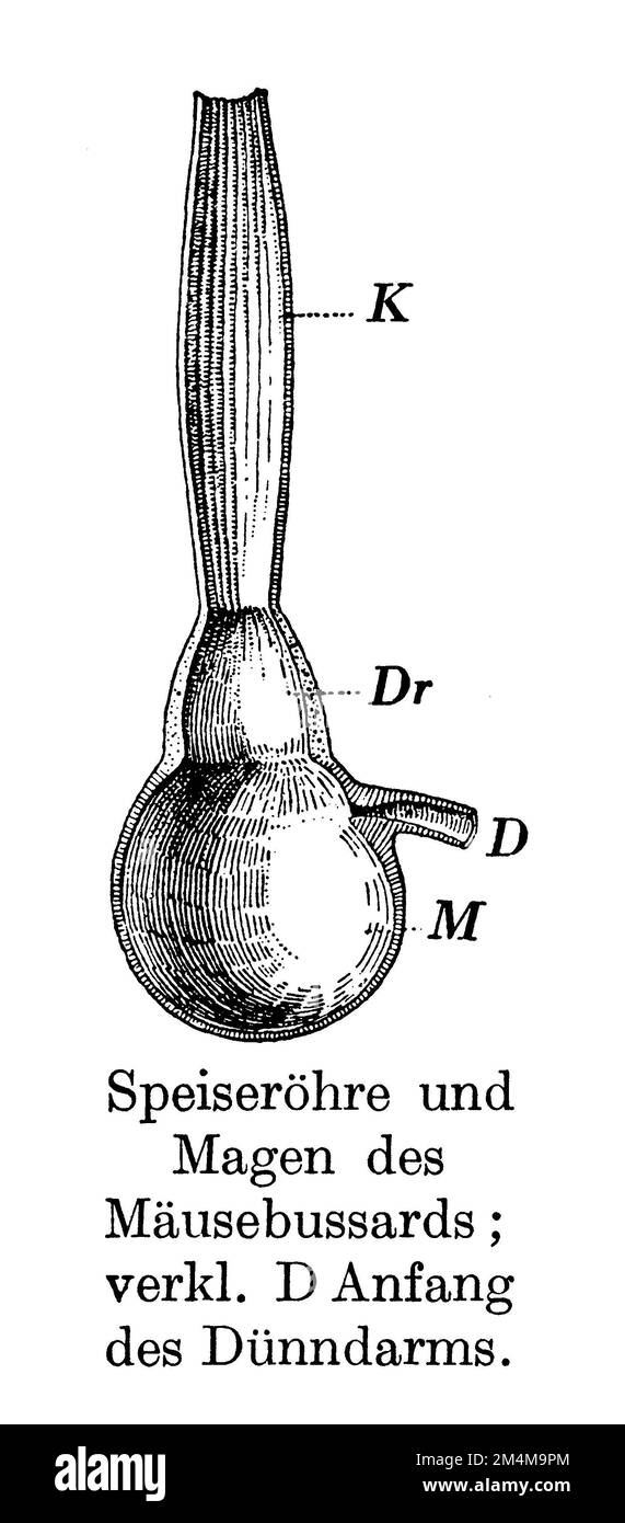 Buzzard eurasien, estomac et oesophage, Buteo buteo, anonym (livre de zoologie, 1928), Mäusebussard, Magen und Speiseröhre, variable de type muse, Estomac et œsophage Banque D'Images