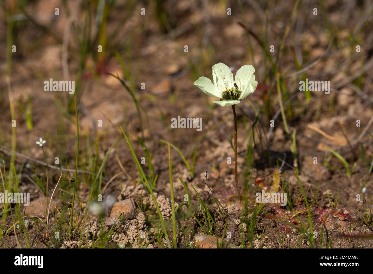 Vue latérale de la fleur crème/jaune de Drosera atrostyla prise dans l'habitat naturel au sud de Citrusdal Banque D'Images