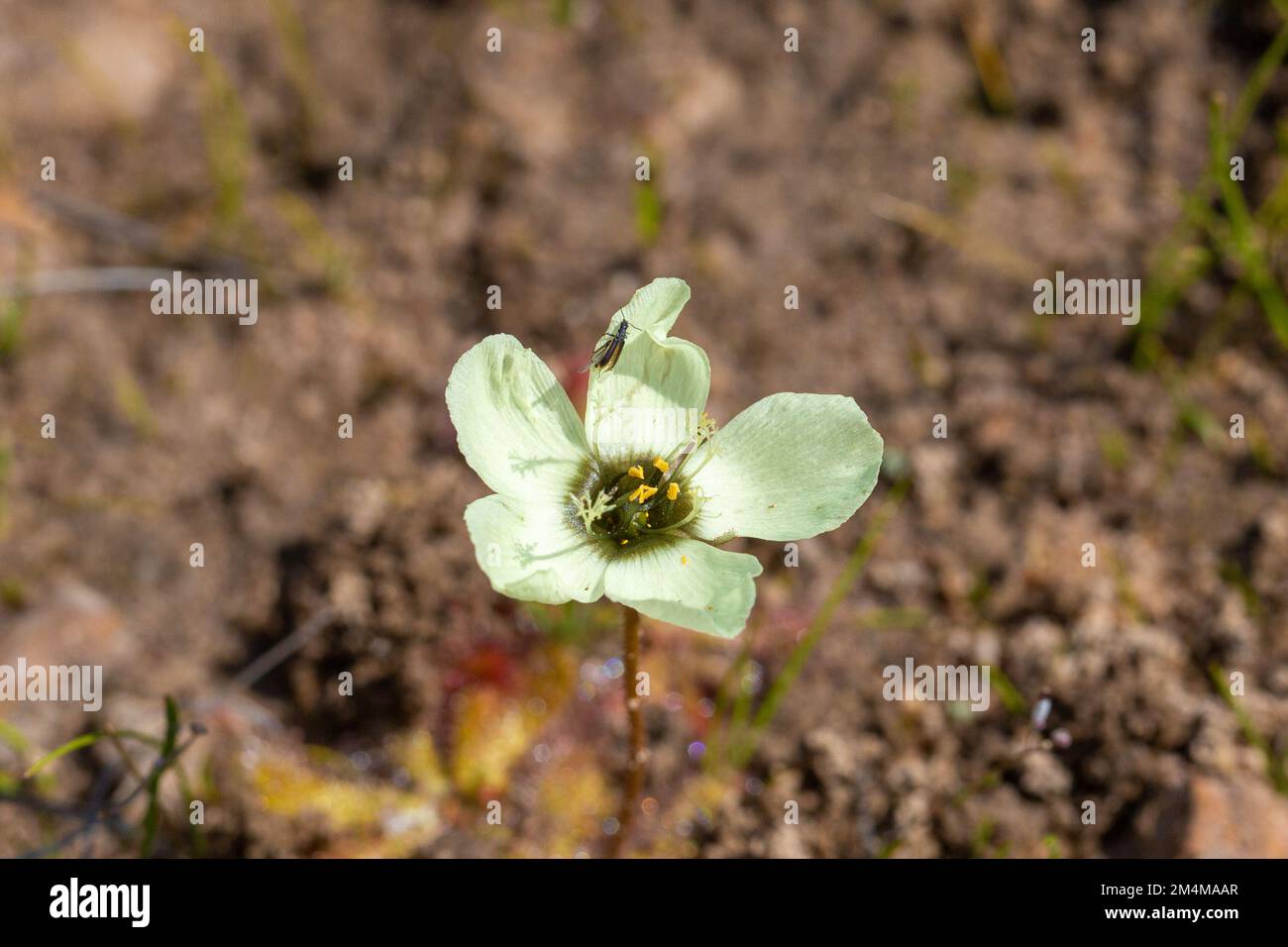 Gros plan de la fleur crème/jaune de Drosera atrostyla vue dans l'habitat naturel dans le Cap occidental de l'Afrique du Sud Banque D'Images