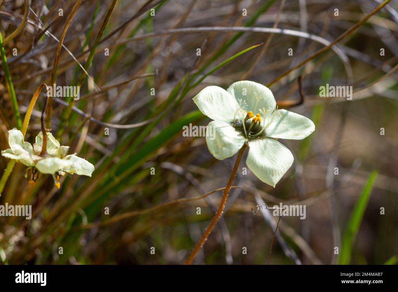 Fleurs sauvages d'Afrique du Sud : Drosera atrostyla, une plante carnivore endémique, dans un habitat naturel au sud de Citrusdal, dans le Cap occidental de l'Afrique du Sud Banque D'Images