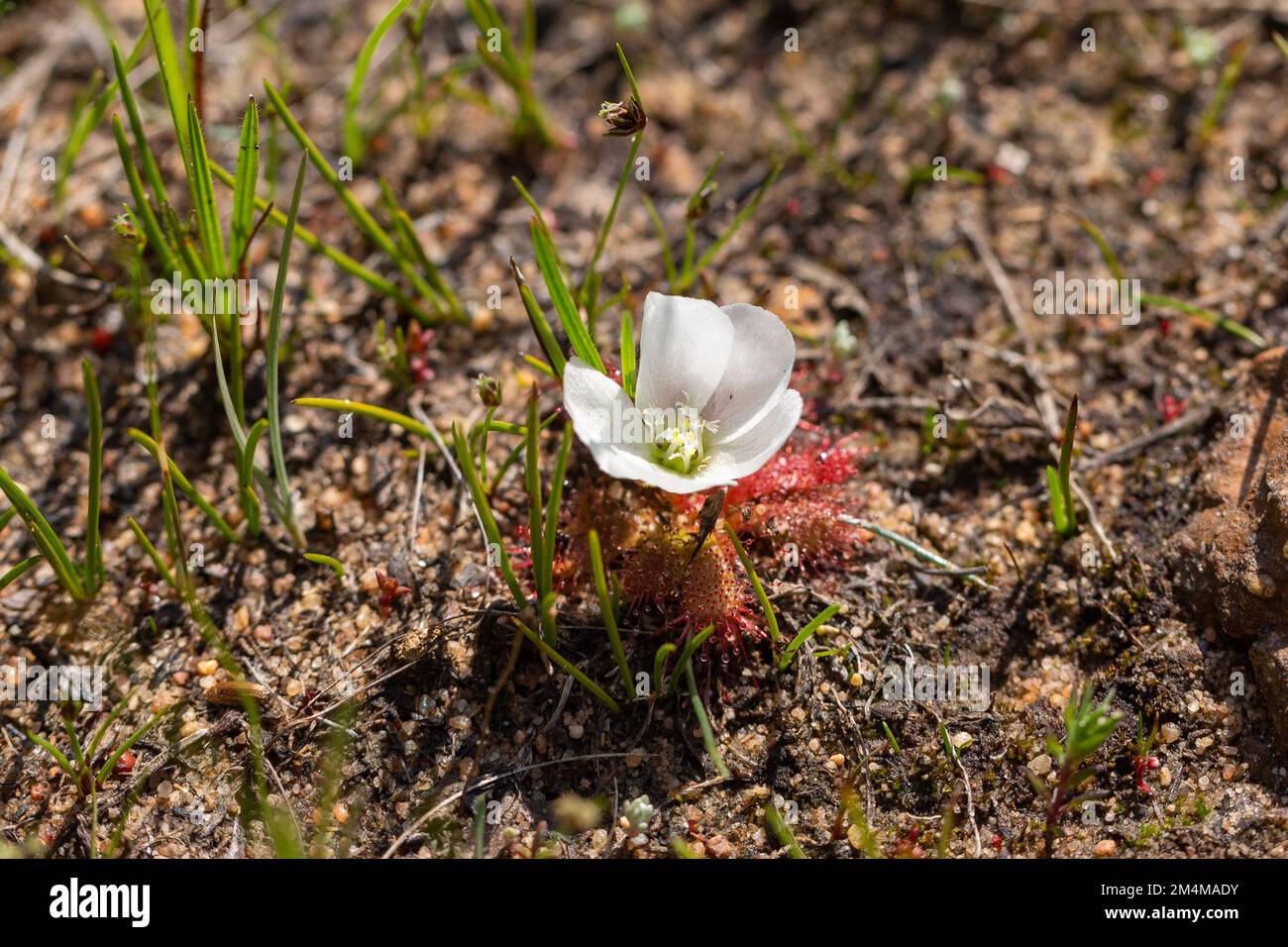 La forme à fleurs blanches extrêmement rare de Drosera aculis dans l'habitat naturel du Cap occidental de l'Afrique du Sud Banque D'Images