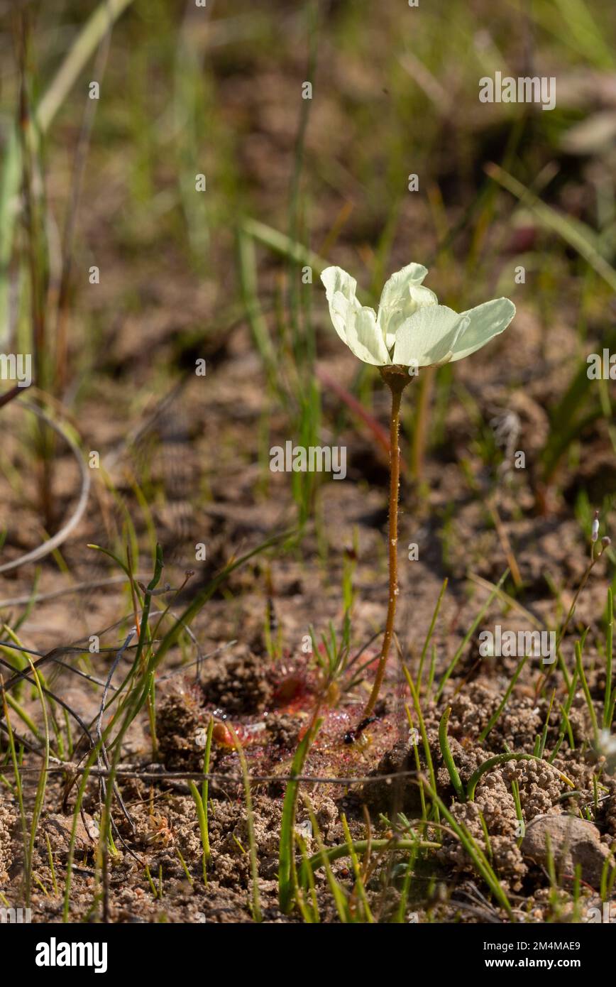 Vue latérale du paysage floral de Drosera atrostyla vu dans l'habitat naturel dans le Cap occidental de l'Afrique du Sud Banque D'Images