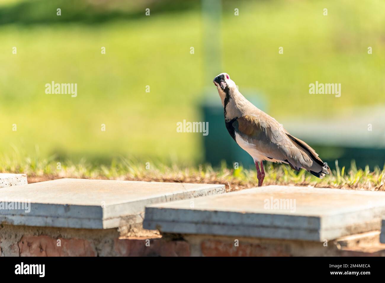 vanellus chilensis dans le parc de la ville Banque D'Images