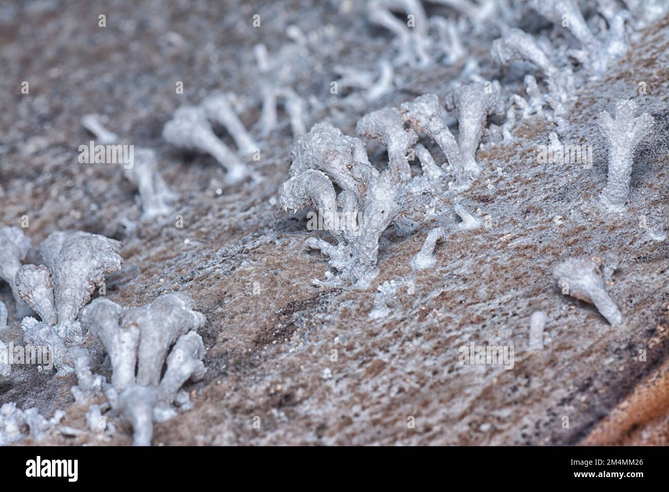 les champignons sauvages en forme d'entonnoir brun clair. Banque D'Images