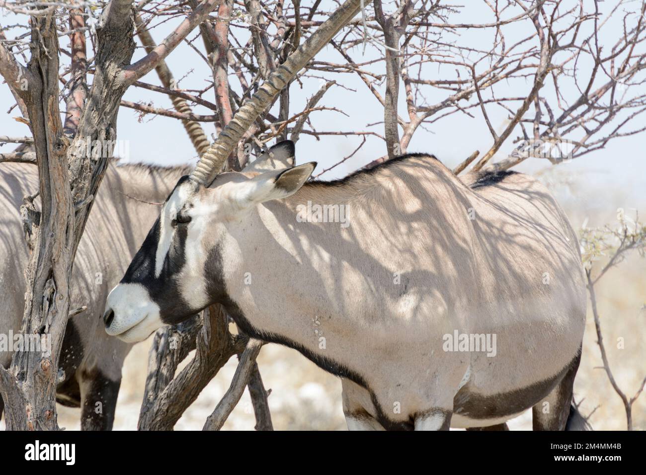 Oryx, gemsbok, gemsbuck ou oryx sud-africain (Oryx gazella), debout à l'ombre d'un arbre dans le parc national d'Etosha, Namibie, Afrique du Sud-Ouest Banque D'Images
